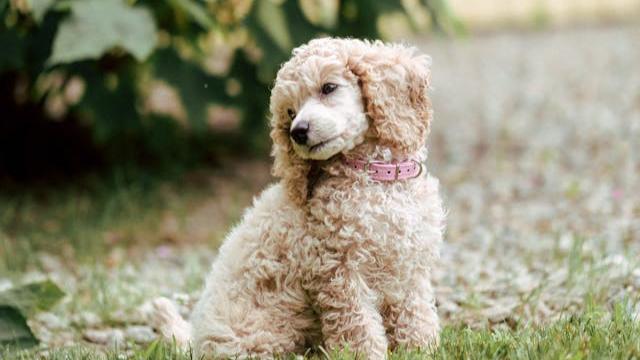toy-poodle-breed-guide-769270